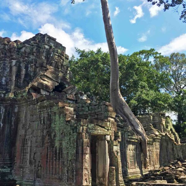 AngkorTreesblog