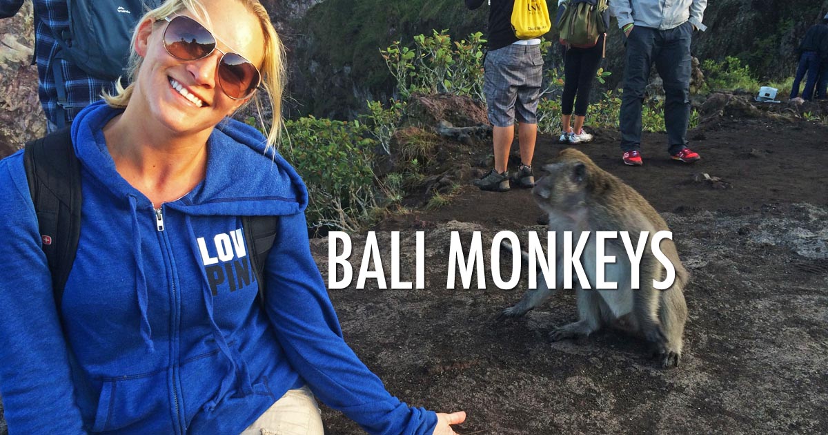 BaliMonkeysTn